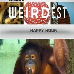    .   :   / World's Weirdest: Happy Hour (2013) SATRip