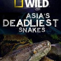     / Asia's Deadliest snakes (2010) SATRip