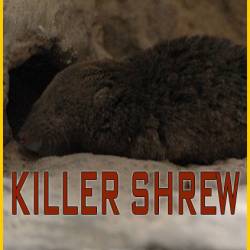 - / Killer Shrew (2014) IPTVRip