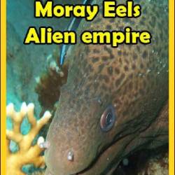 National Geographic: .   / National Geographic: Moray. Alien empire (2010) HDTV 1080i