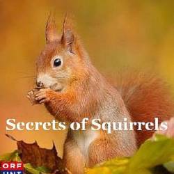   / Secrets of Squirrels (2018) HDTV 1080i