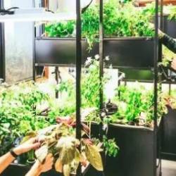 Mastering Aeroponics: The Ultimate Beginner'S Guide