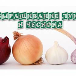 Выращивание лука и чеснока (2013)