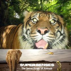    / Super Senses: The Secret Power of Animals  (2014) SATRip