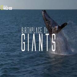    / Birthplace of the Giants (2015) SATRip