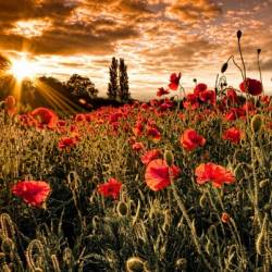  .   - Wallpaper Poppies.