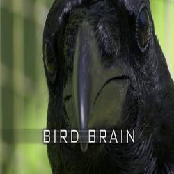   ? / Bird Brain (2011) HDTVRip (720p)