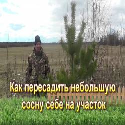 Как пересадить небольшую сосну себе на участок (2016) WEBRip