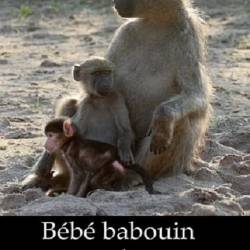      / B&#233;b&#233; babouin et son dr&#244;le de clan (2018) DVB