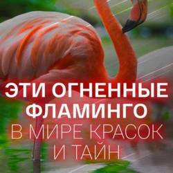   :      / Bird of Fire: The secret world of the Flamingo (2021) WEB-DL 1080p