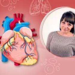 The Cardiovascular System | Human Anatomy For Beginners