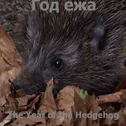   / The Year of the Hedgehog (2009) HDTVRip 720p