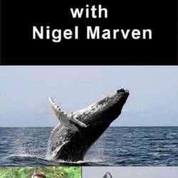       / Whale Adventure with Nigel Marven (2013/HDTV 720) - 3