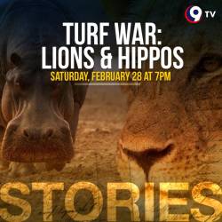   .    / Turf War. Lions and Hippos (2013) HDTVRip 720p
