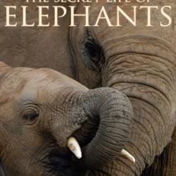 BBC   o / BBC The Secret life of Elephants (2010) HDTVRip