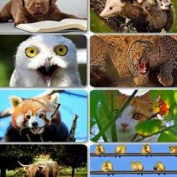 Funny Animals Wallpapers 2