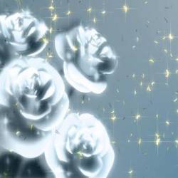 Silver rose -  