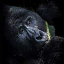 .     / Tanzania. Meeting the Last Chimpanzees (2015) HDTVRip (720p)
