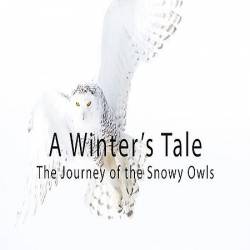  .    / A winter's Tale: The Journey of the Snowy Owls (2015) SATRip