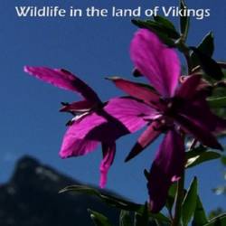 :     / The Green Land: Wildlife in the Land of Vikings (2005) HDTVRip