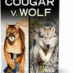 NG.    / Cougar vs Wolf (2013) HDTV [H.264/1080i]