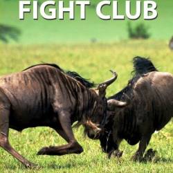    .   / Animal Fight Club (2015) HDTVRip