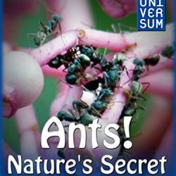 :    / Ants: Natures secret power (2005) HDTV (1080i)