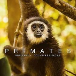  / Primates (2020) DVB