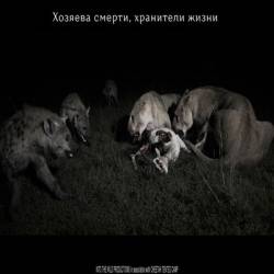   :  ,   / Lions and Hyenas: Owners of Death, Guardians of Life (2020) HDTVRip 720p