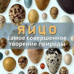 :     / Egg: the most perfect creation of nature (2023) WEBRip 720p