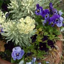 Year-Round Beauty: Growing a Layered Garden