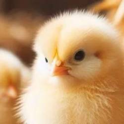 Certificate In Home Poultry Farming