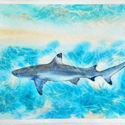 Sunlit Shark - Explore The Lifting Technique In Watercolor