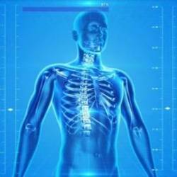 Udemy - Anatomy For Beginners Learn The Basics