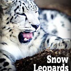      (1 : 1-7   7) / Snow Leopards of Leafy London (2013) HDTV (1080i)