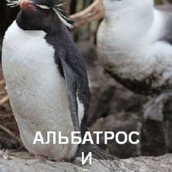     / The Albatross and the Rockhopper Penguin (2018) DVB