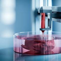 Fundamentals Of Bioprinting By Amaris Castanon