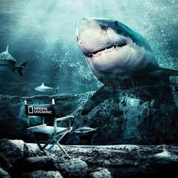 National Geographic : - / National Geographic : The Fox and the Sharks (1995) DVDRip