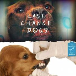 ,  ! (10   10) / Last Chance Dogs (2012) SATRip