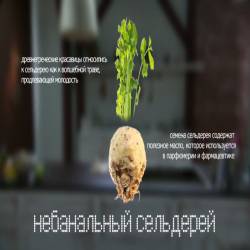 Оладьи из сельдерея с яблочным соусом (2014) IPTVRip