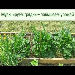 Мульчирование - что это такое и зачем это нужно (2017) WEB-DLRip 720р