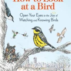 How to Look at a Bird - Walker Leslie