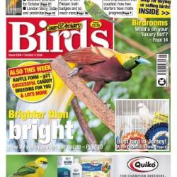 Cage & Aviary Birds - 8 October 2025