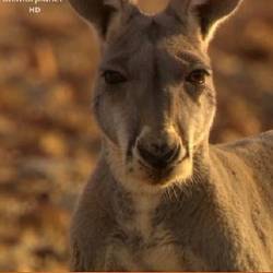   / Wild Australia (2011) HDTV 1080i