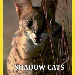   / Shadow Cats (2021) HDTVRip 720p