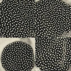 K. Leimer - Proximate Forms (2025)